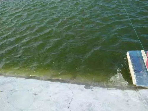 底好才能出好蝦 水產(chǎn)養(yǎng)殖改底的關(guān)鍵技巧