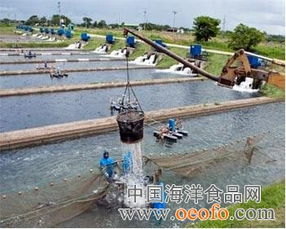 推動(dòng)行業(yè)升級(jí) 水產(chǎn)養(yǎng)殖管理委員會(huì)正式發(fā)布羅非魚養(yǎng)殖新標(biāo)準(zhǔn)