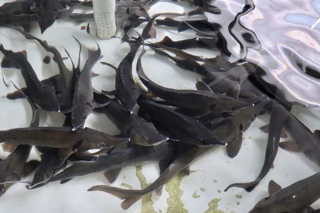 魚躍池水起，延慶“鱘”出致富路 水產(chǎn)養(yǎng)殖